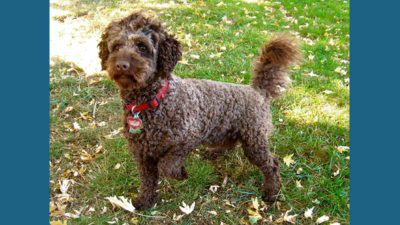 Labradoodle 14