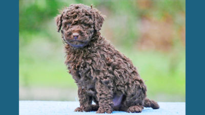 Labradoodle 16