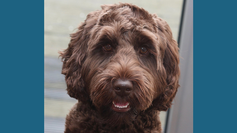 Labradoodle 3