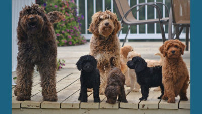 Labradoodle 5