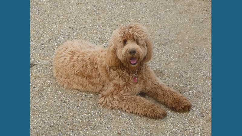 Labradoodle 8