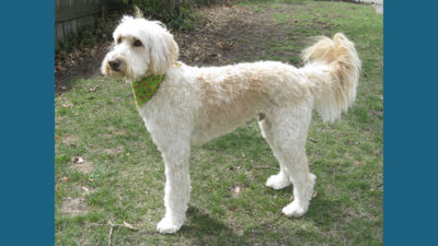 Labradoodle 9