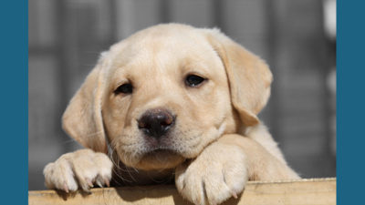 Labrador Retriever 1