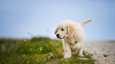 Labrador Retriever 10