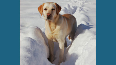 Labrador Retriever 12