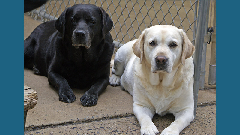 Labrador Retriever 15