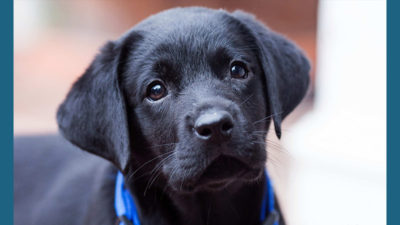 Labrador Retriever 16