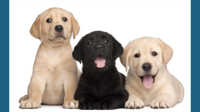 Labrador Retriever 4