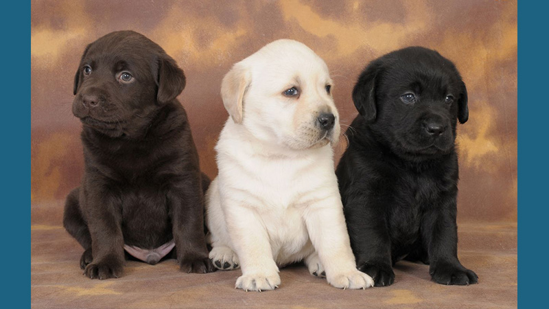 Labrador Retriever 5