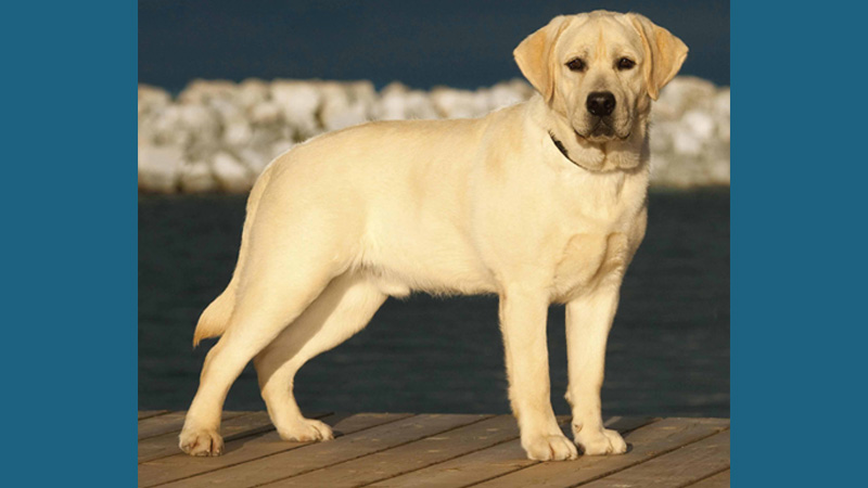 Labrador Retriever 7