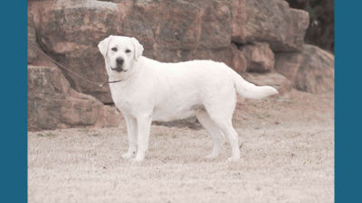 Labrador Retriever 8