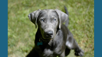 Labrador Retriever 9