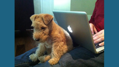 Lakeland Terrier 1