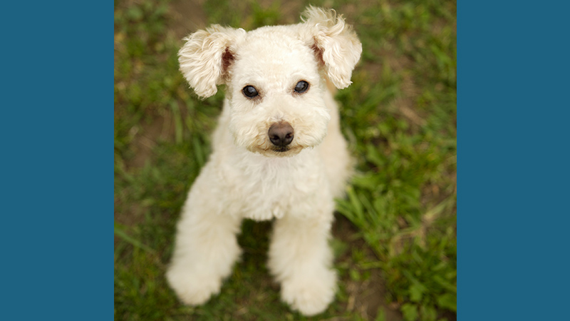 Lakeland Terrier 2