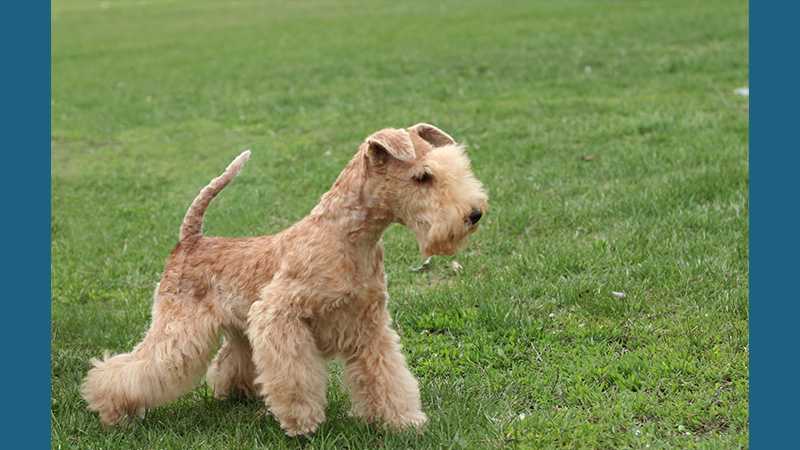 Lakeland Terrier 3