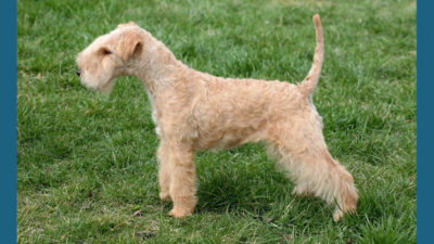 Lakeland Terrier 4