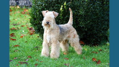 Lakeland Terrier 5