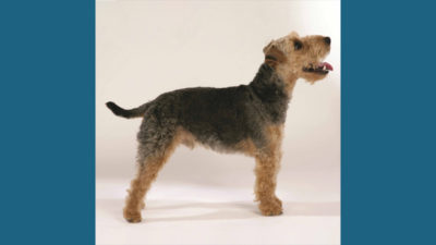 Lakeland Terrier 6