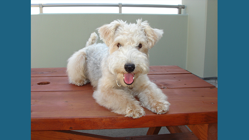 Lakeland Terrier 7