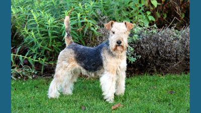 Lakeland Terrier 8