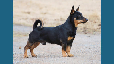 Lancashire Heeler 10