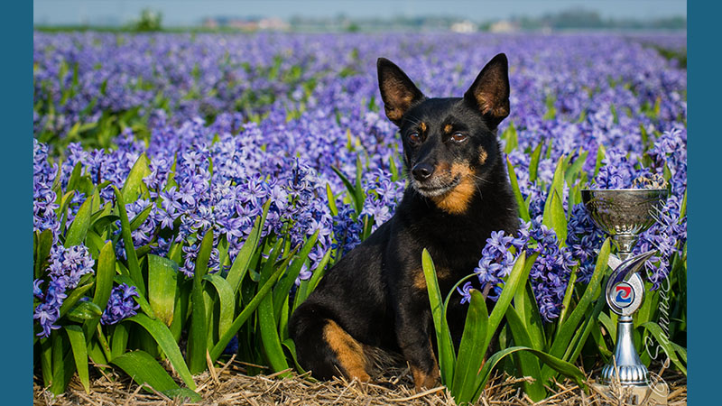 Lancashire Heeler 12