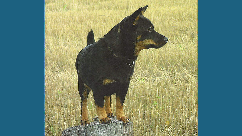 Lancashire Heeler 13