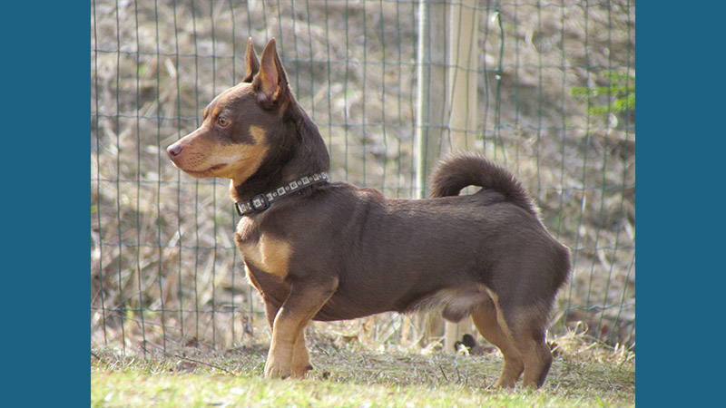 Lancashire Heeler 15