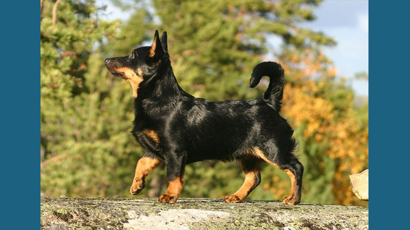 Lancashire Heeler 2