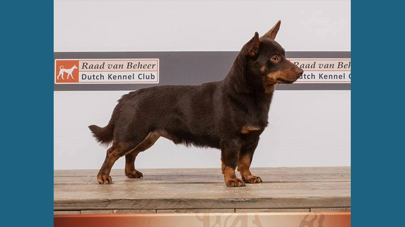 Lancashire Heeler 9