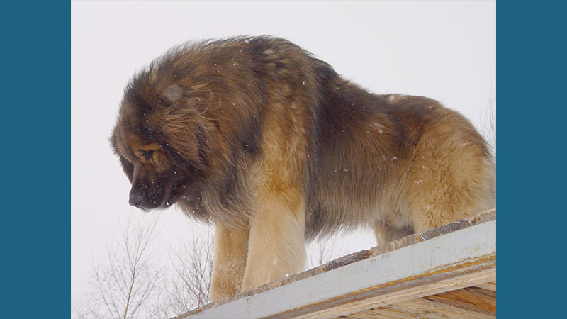 Leonberger 1