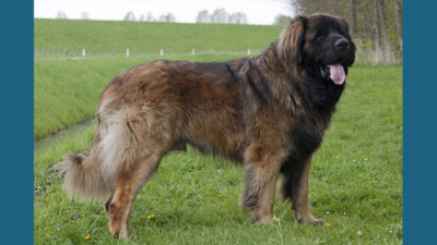 Leonberger 10