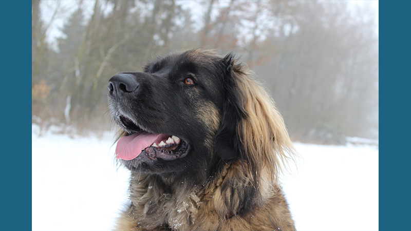 Leonberger 11