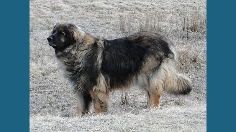 Leonberger 12