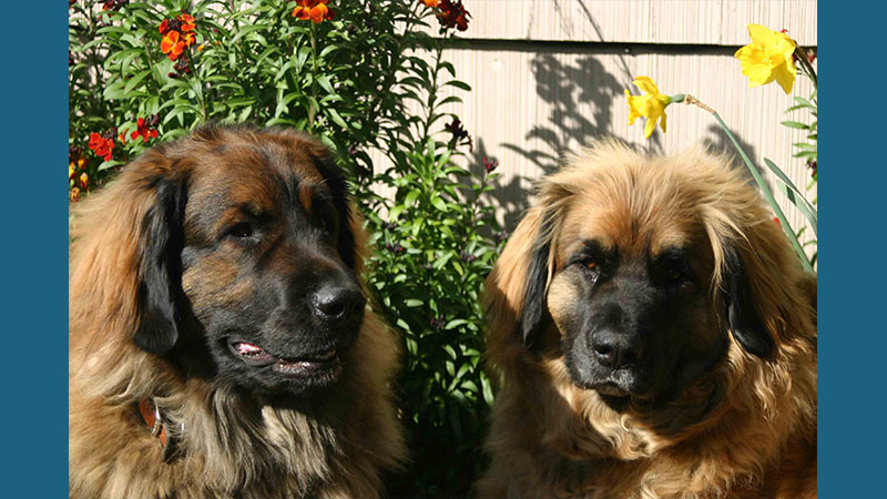 Leonberger 13