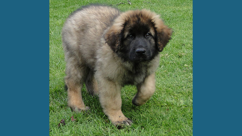 Leonberger 14