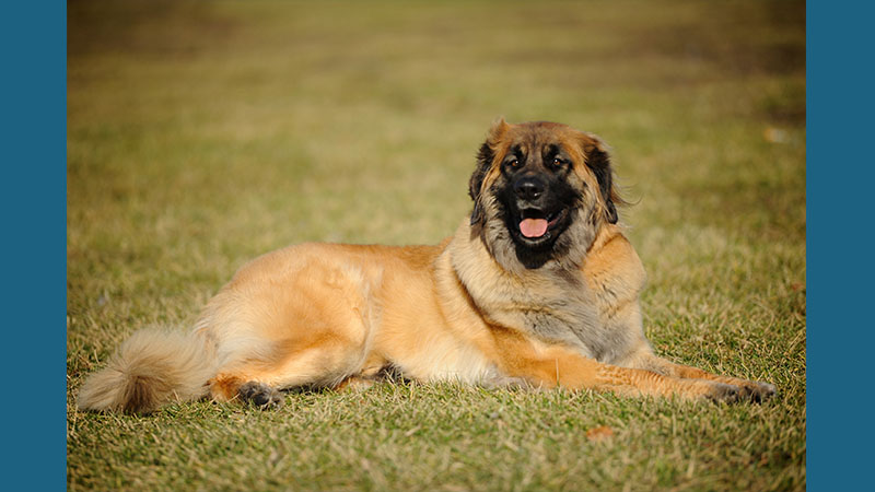 Leonberger 15