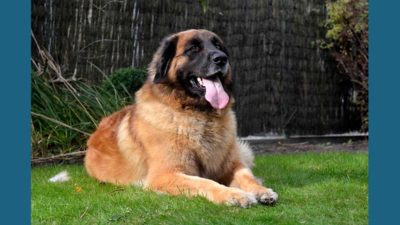 Leonberger 16