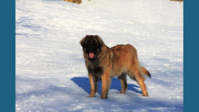 Leonberger 17