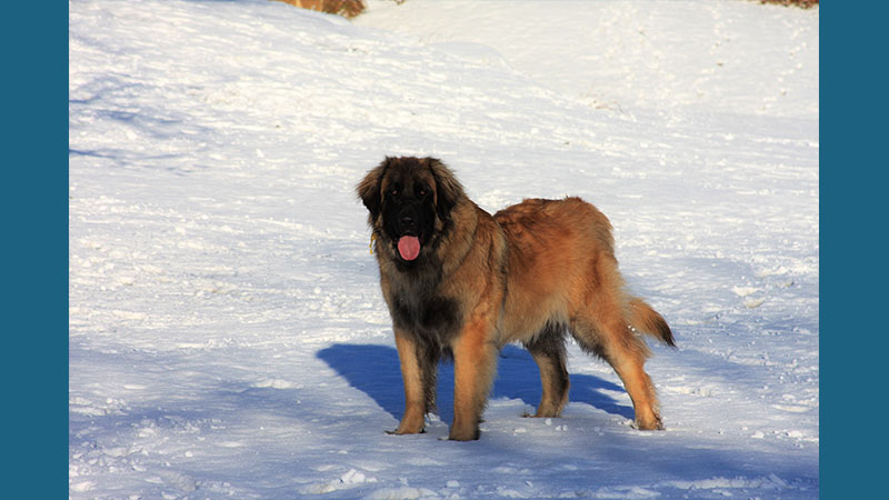 Leonberger 17