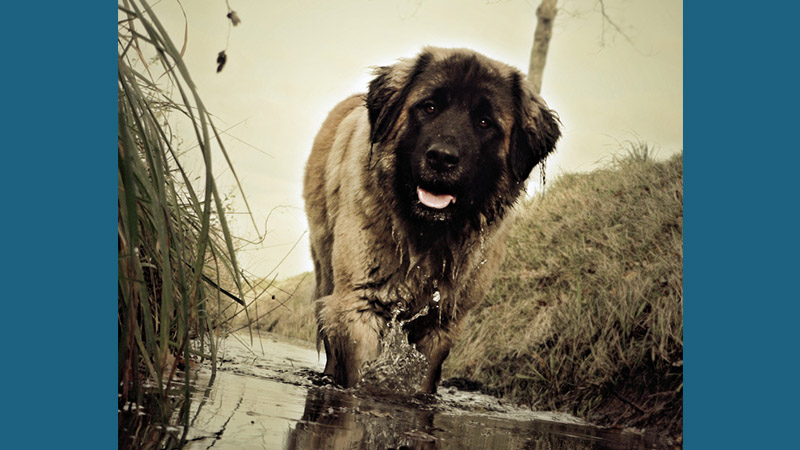 Leonberger 2