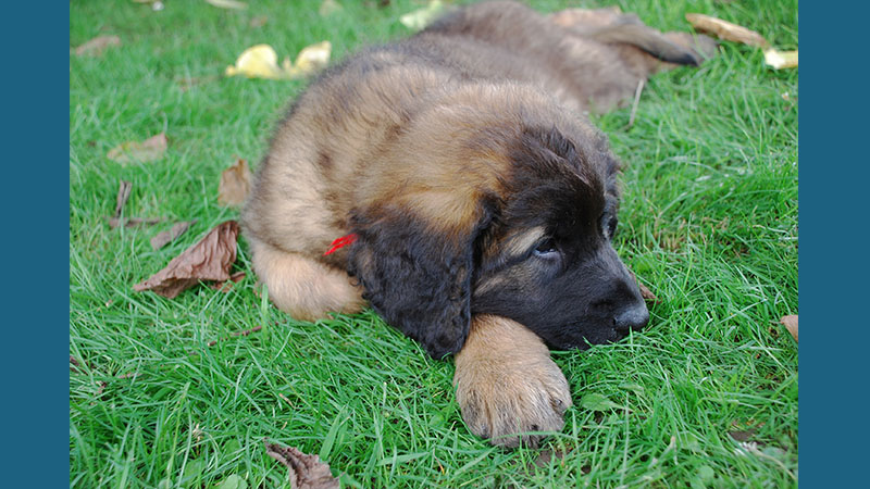 Leonberger 3