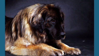 Leonberger 4