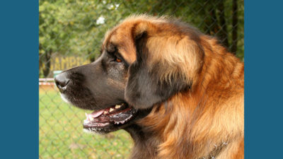 Leonberger 5