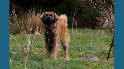 Leonberger 6