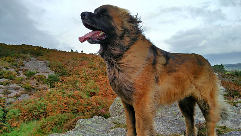 Leonberger 7