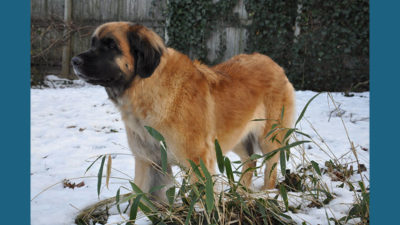 Leonberger 8