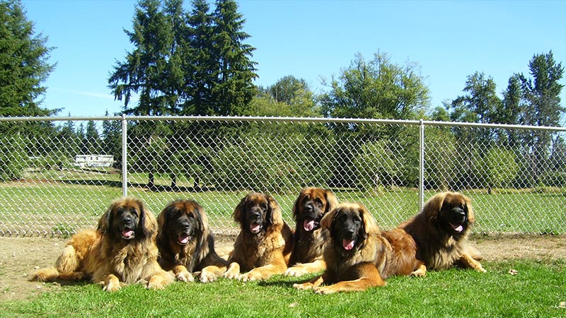 Leonberger 9