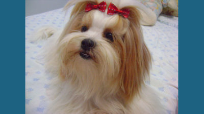 Lhasa Apso 1