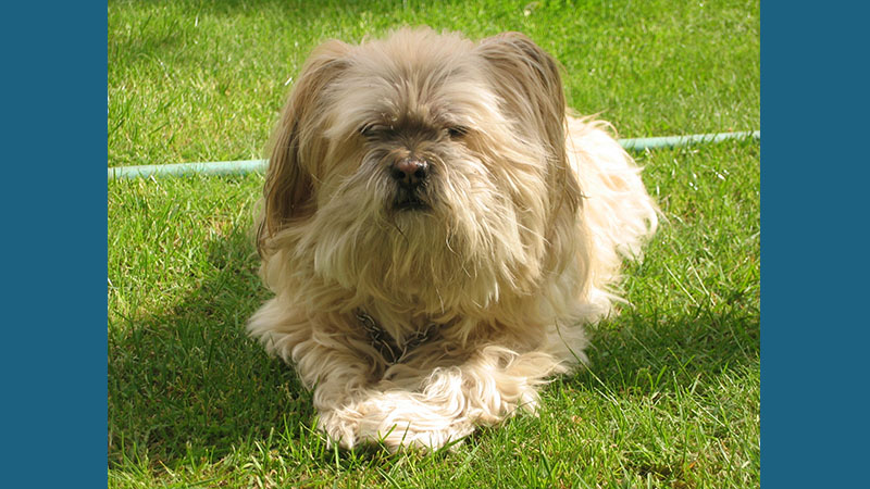 Lhasa Apso 2